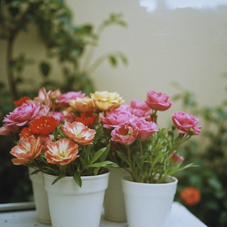 Bunte Blumen in weißen Töpfen, umgeben von grünem Pflanzensetting, ideal für persönliche Geschenke und Dekoration.