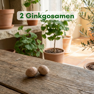 2 Ginkgo-Samen – Perfekter Nachschub für dein Pflanzprojekt
