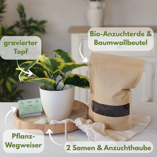 Weißer Blumentopf mit Ginkgo-Samen und Anzuchterde, Löwenmotiv Gravur. Komplett-Set von Natur Macher.